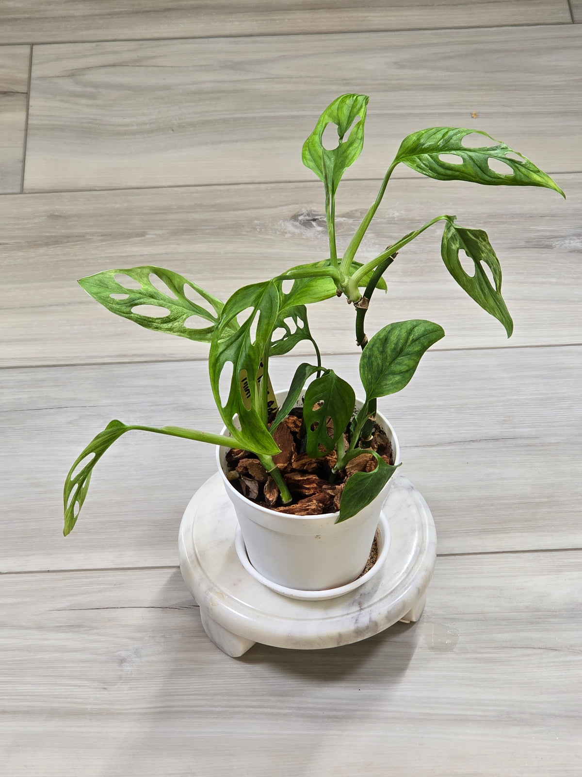 Monstera Adansonii Mint #35