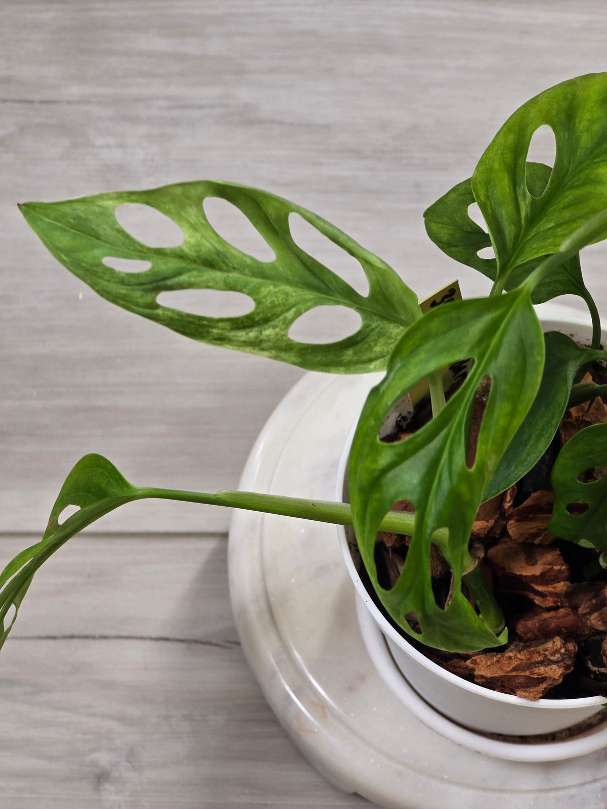 Monstera Adansonii Mint #35