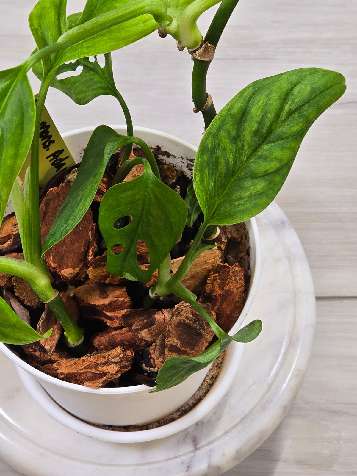 Monstera Adansonii Mint #35