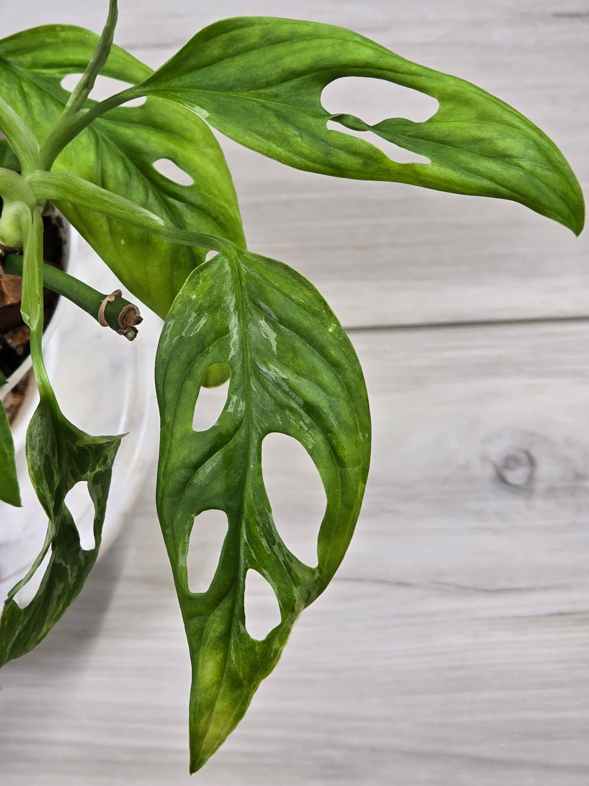 Monstera Adansonii Mint #35
