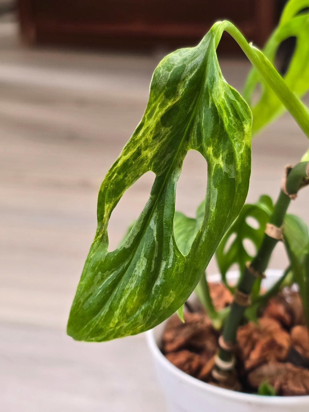 Monstera Adansonii Mint #35