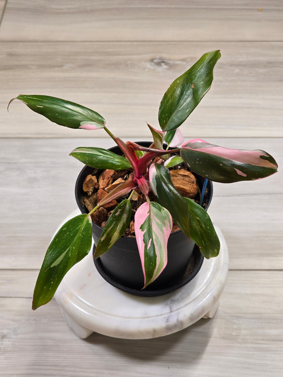 Philodendron Pink Princess #294