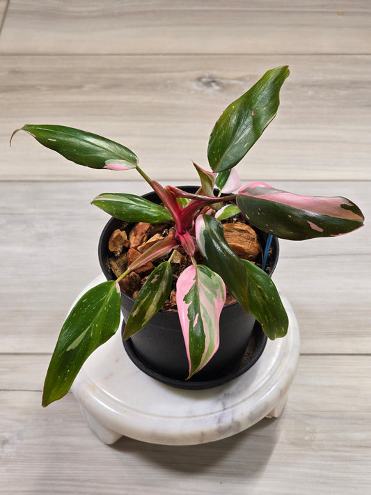 Philodendron Pink Princess #294