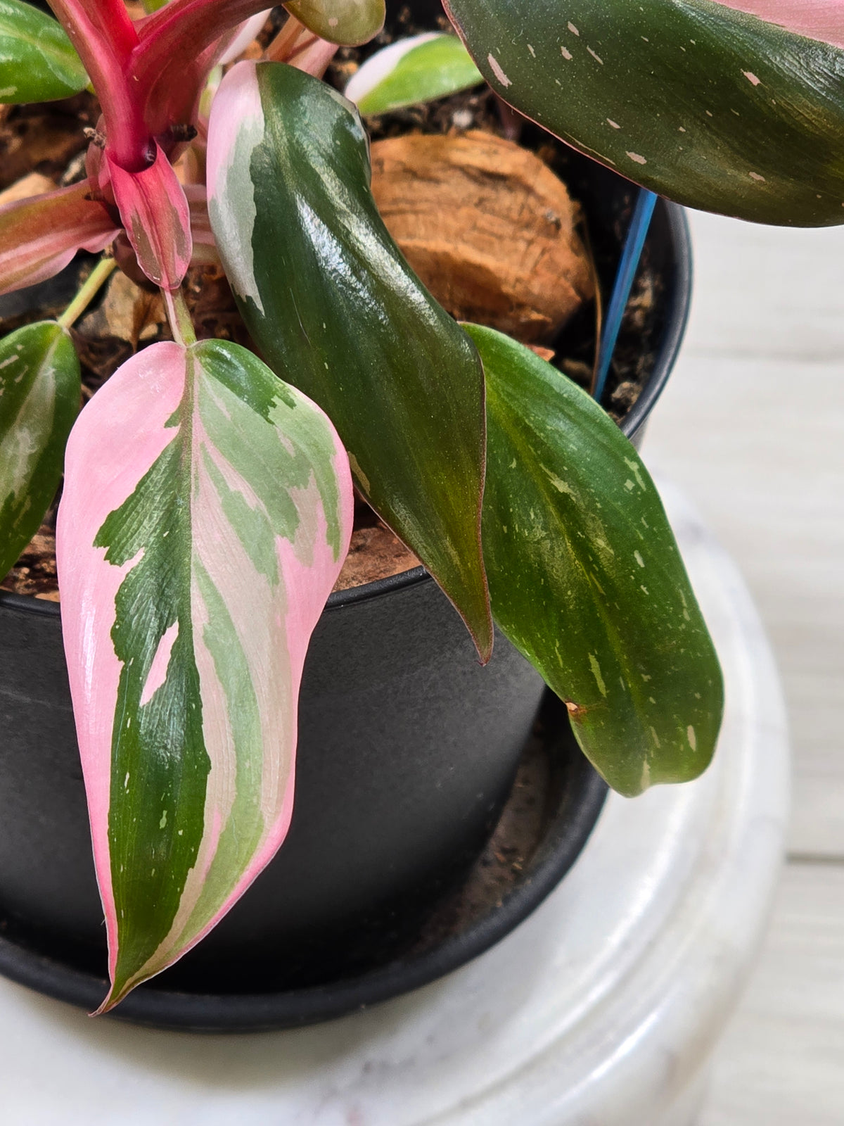 Philodendron Pink Princess #294