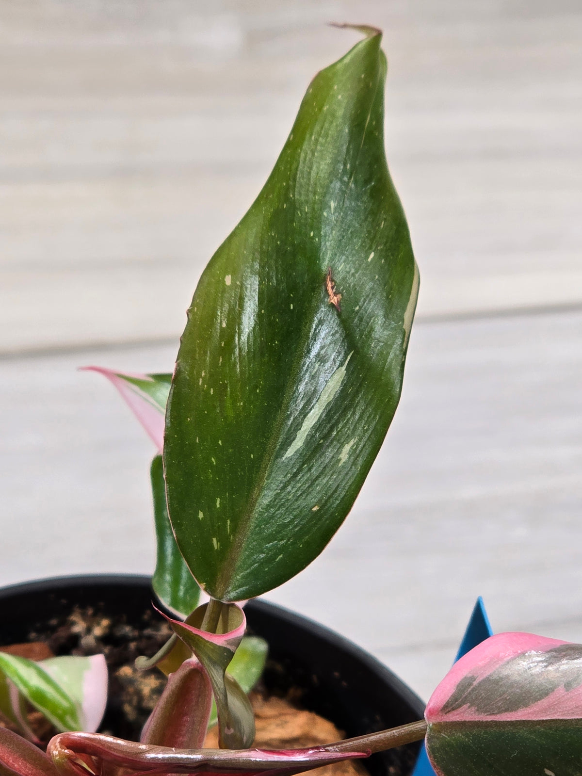 Philodendron Pink Princess #294