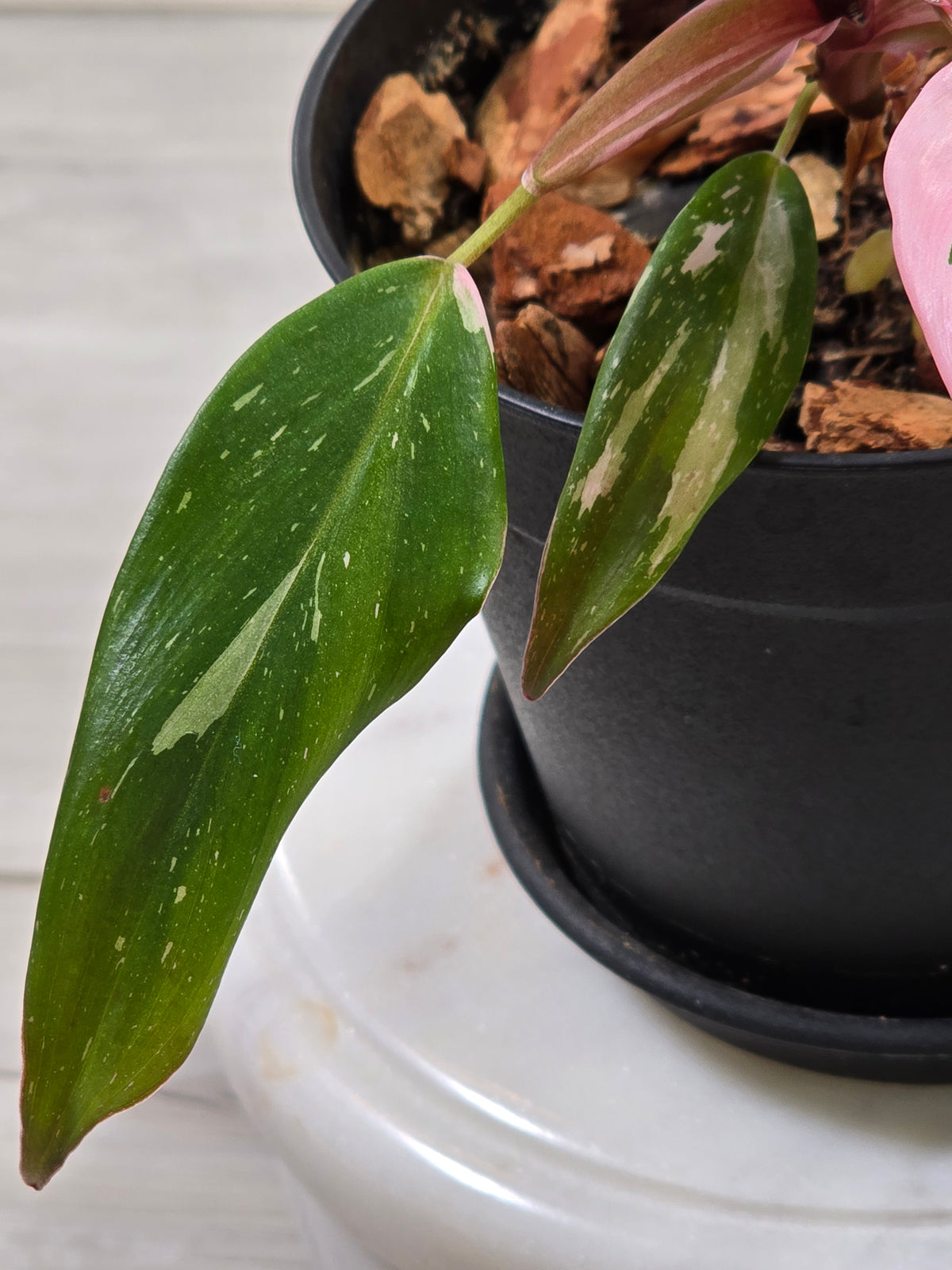 Philodendron Pink Princess #294