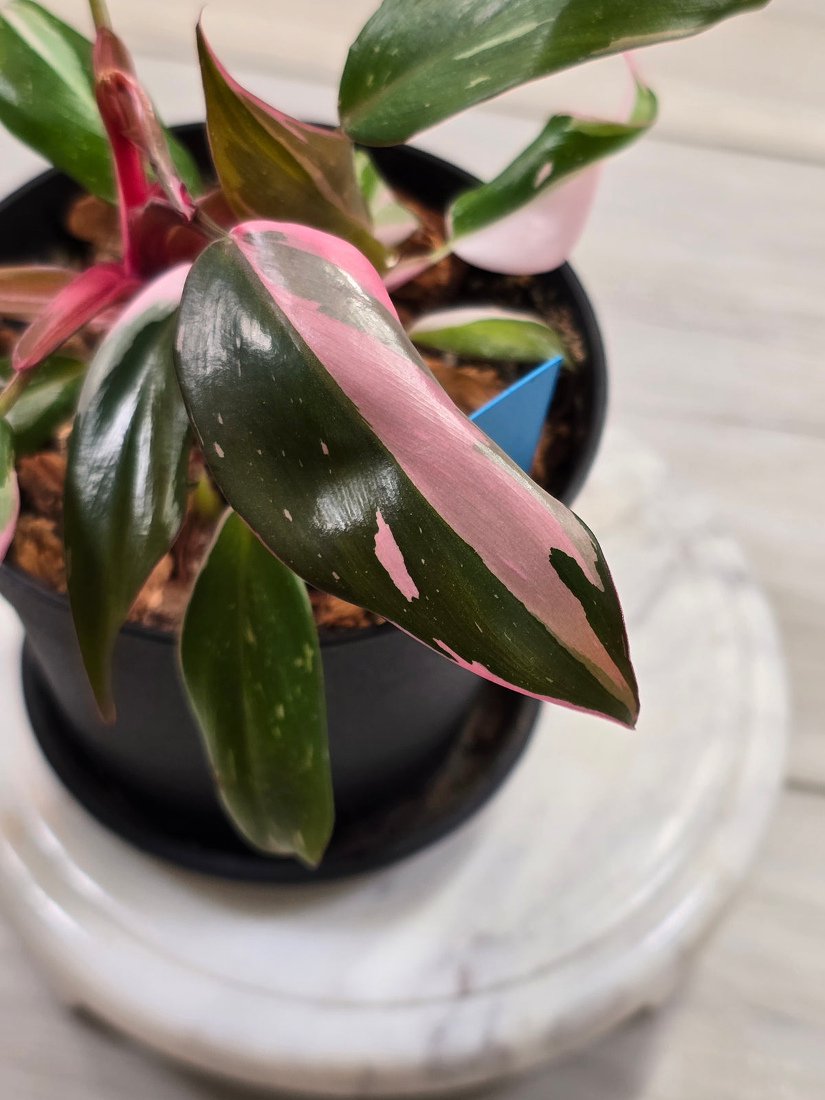 Philodendron Pink Princess #294