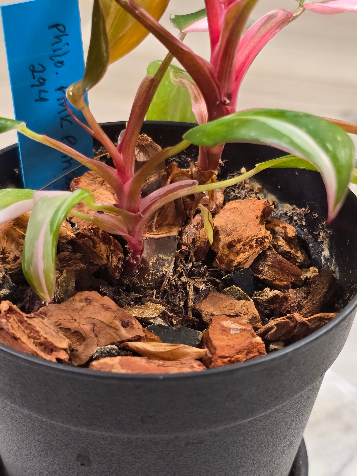 Philodendron Pink Princess #294
