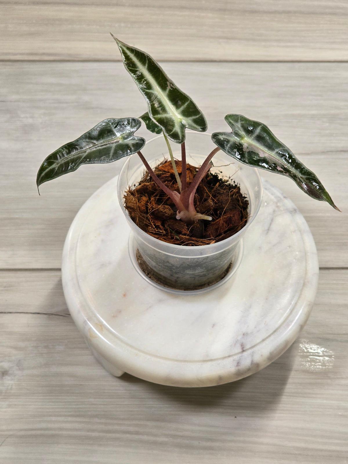 Alocasia Pink Bambino #40