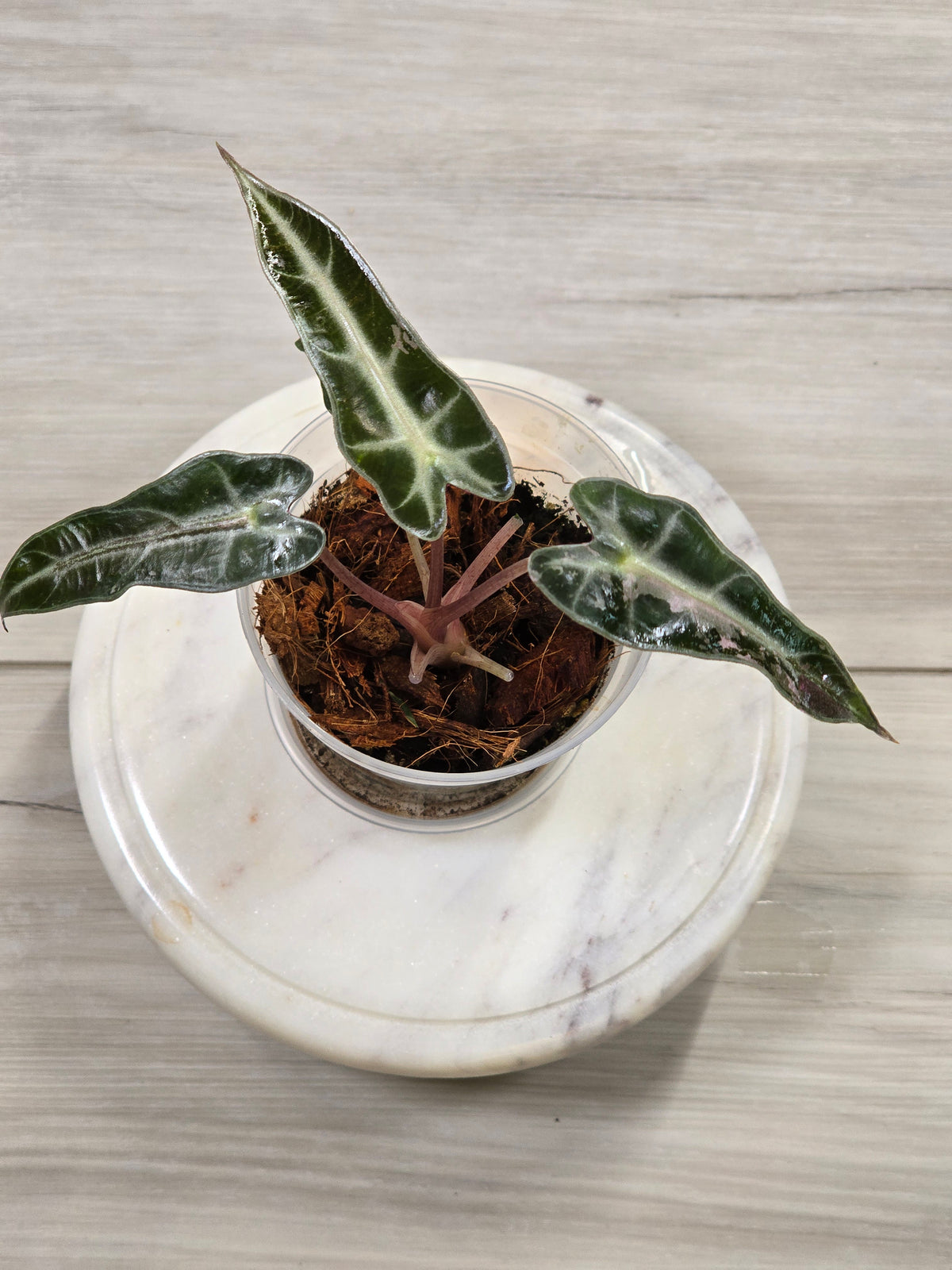 Alocasia Pink Bambino #40