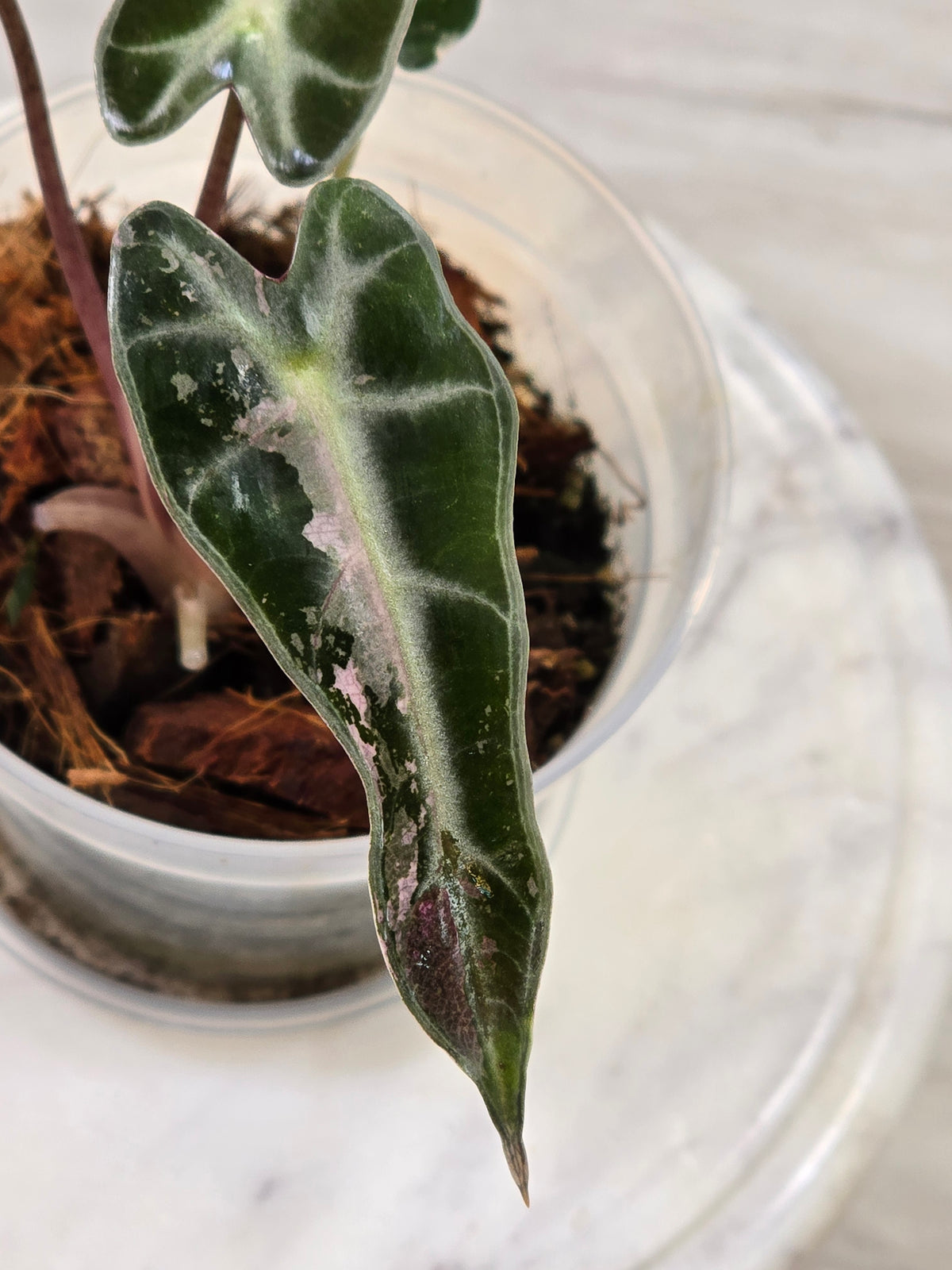 Alocasia Pink Bambino #40