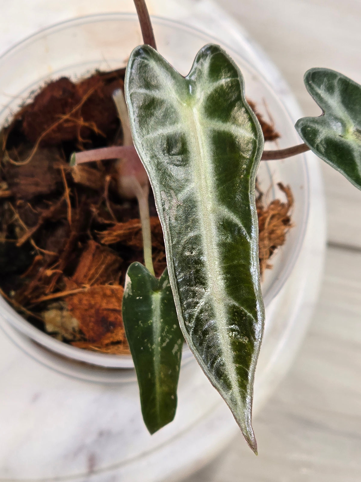 Alocasia Pink Bambino #40