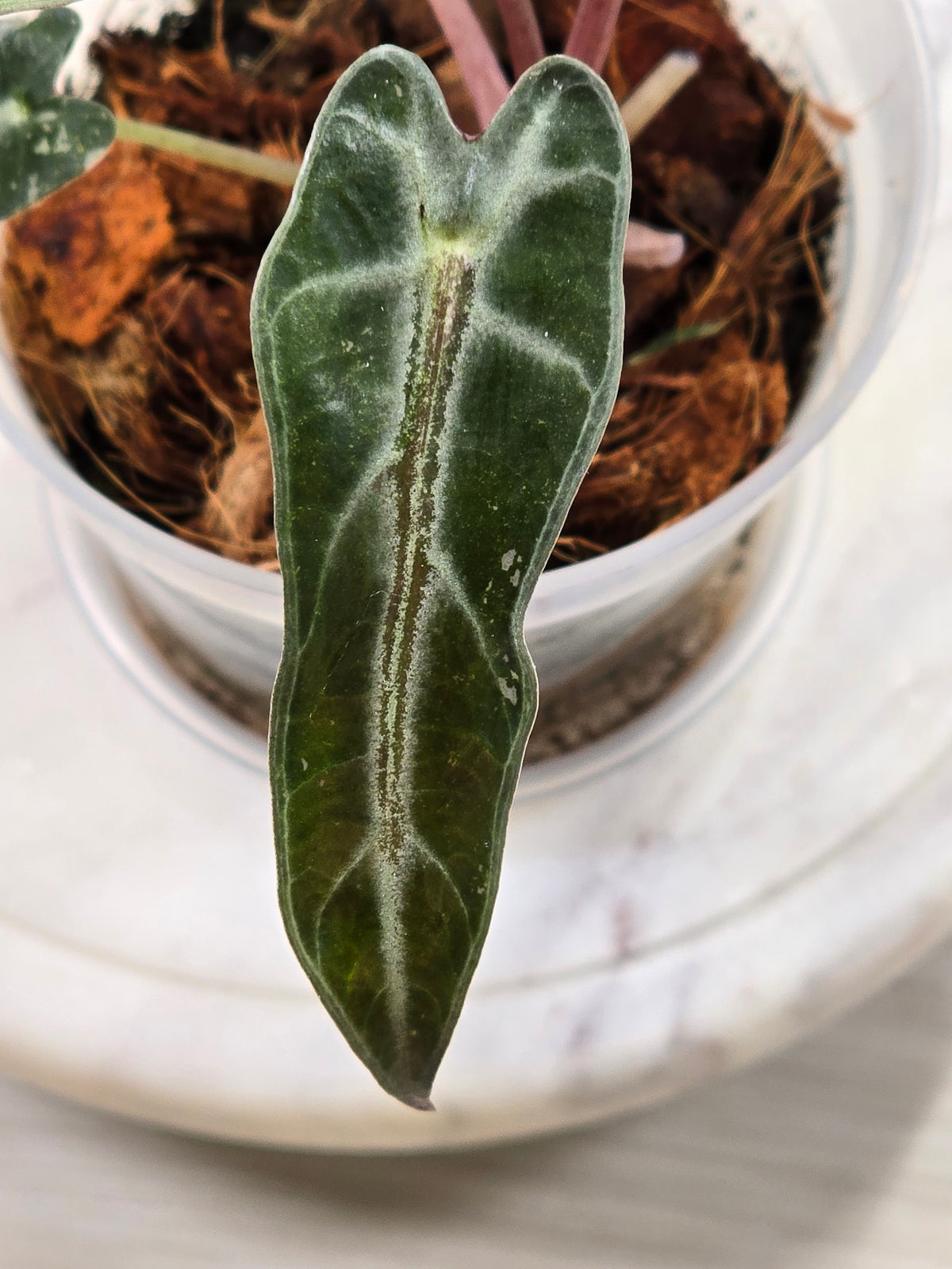 Alocasia Pink Bambino #40