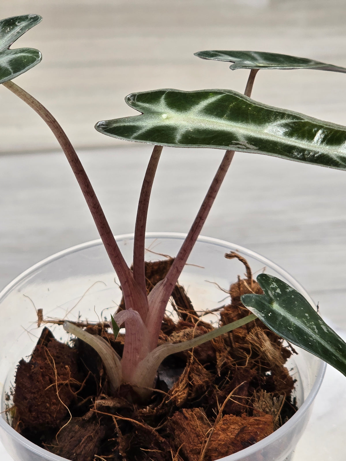 Alocasia Pink Bambino #40