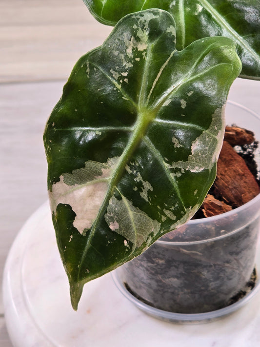 Alocasia Pink Amazonica #916