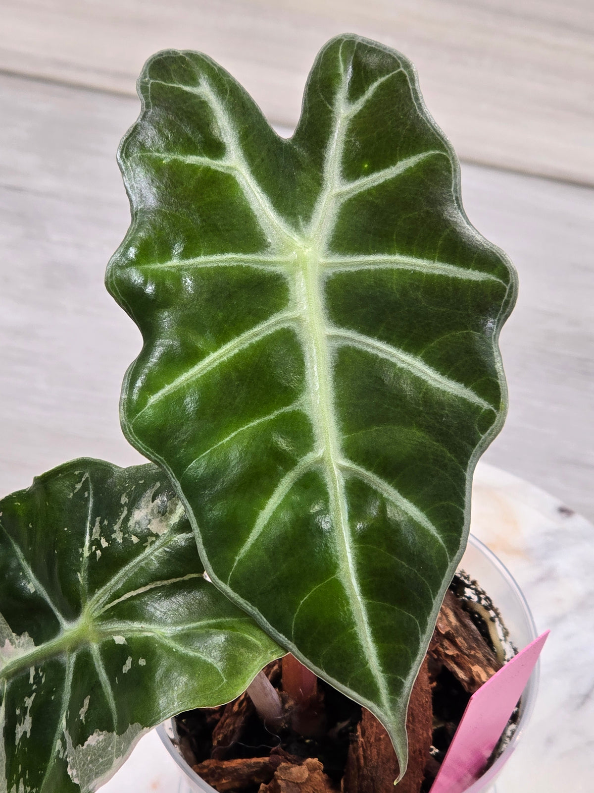 Alocasia Pink Amazonica #916