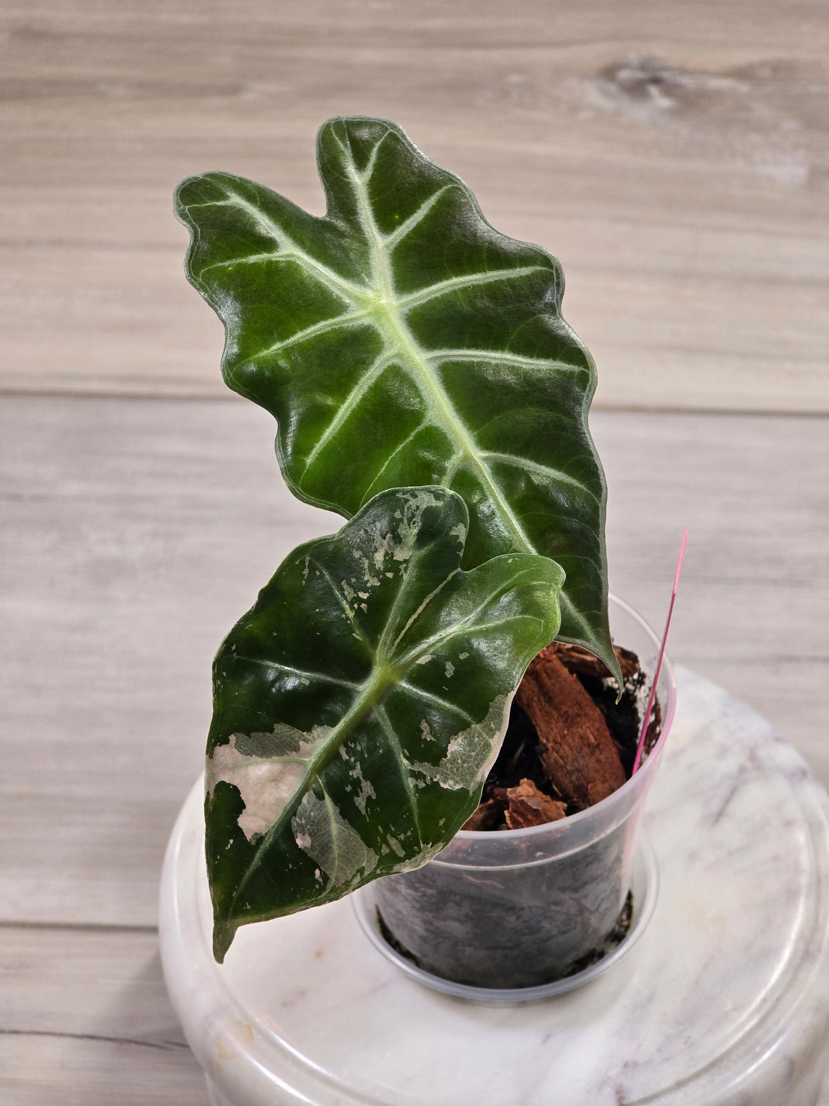 Alocasia Pink Amazonica #916
