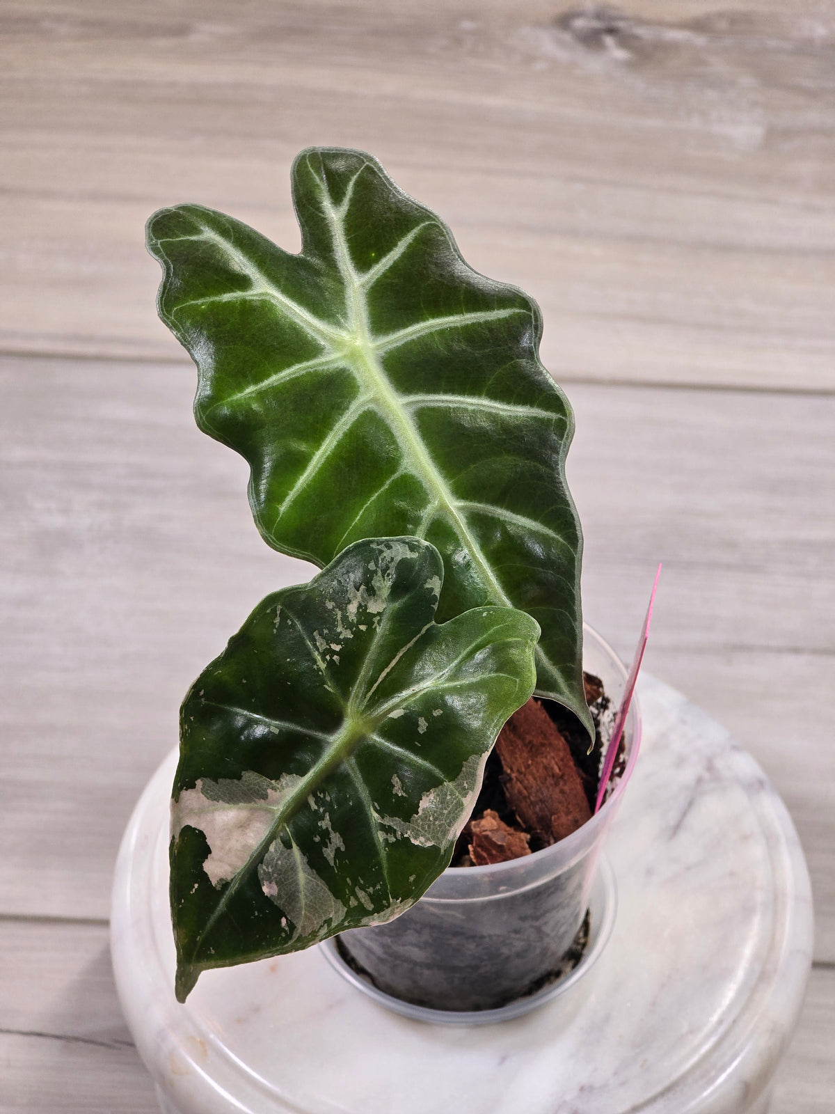 Alocasia Pink Amazonica #916