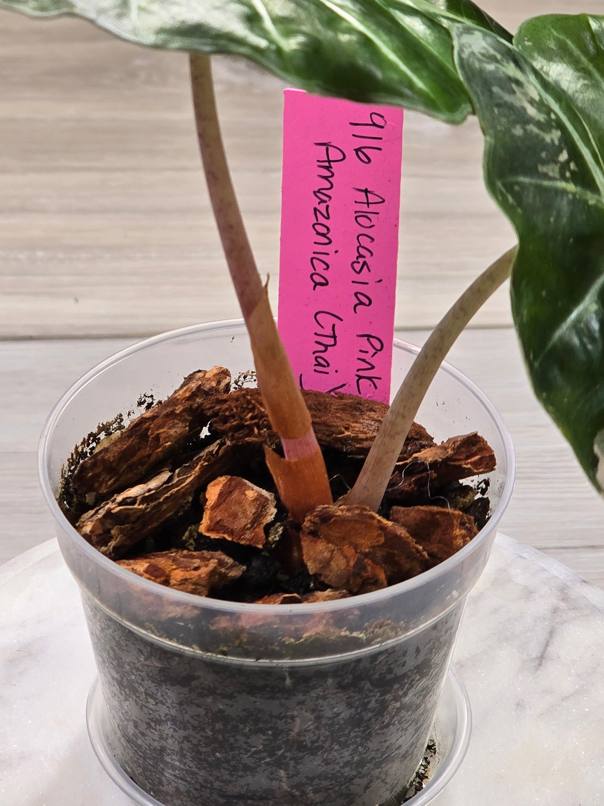 Alocasia Pink Amazonica #916