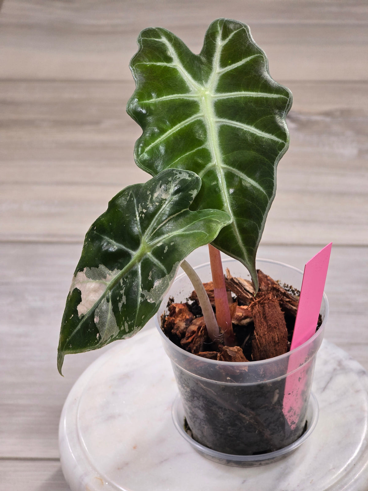 Alocasia Pink Amazonica #916