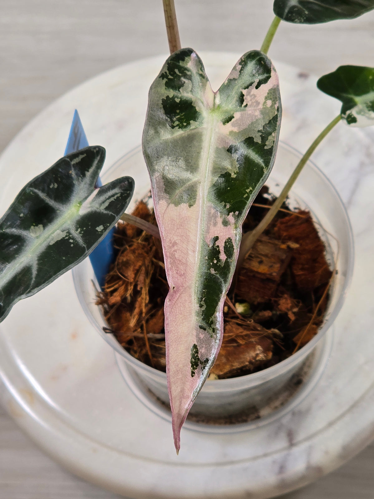 Alocasia Pink Bambino #41