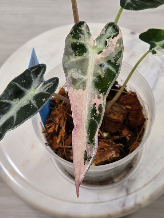 Alocasia Pink Bambino #41