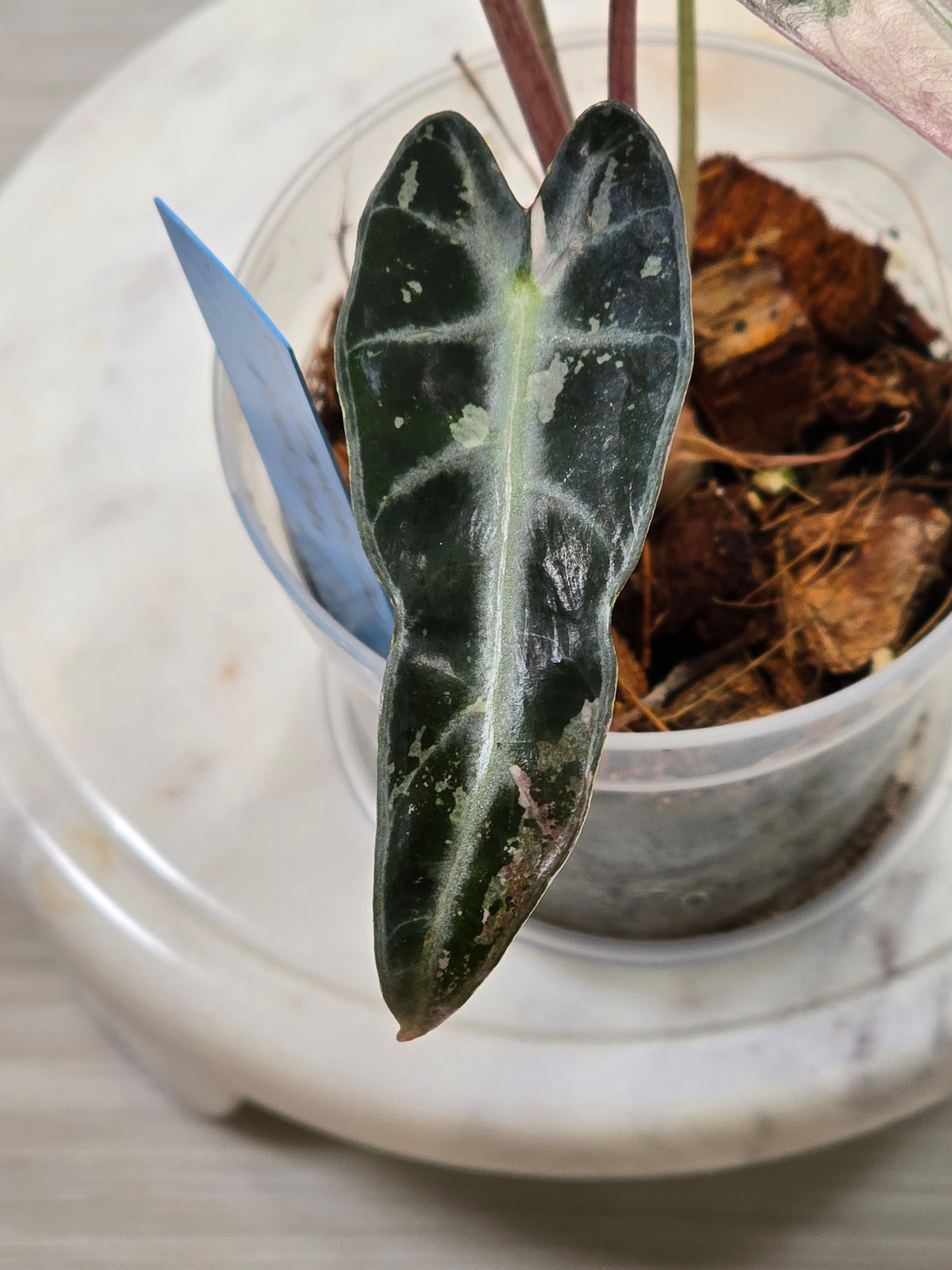 Alocasia Pink Bambino #41