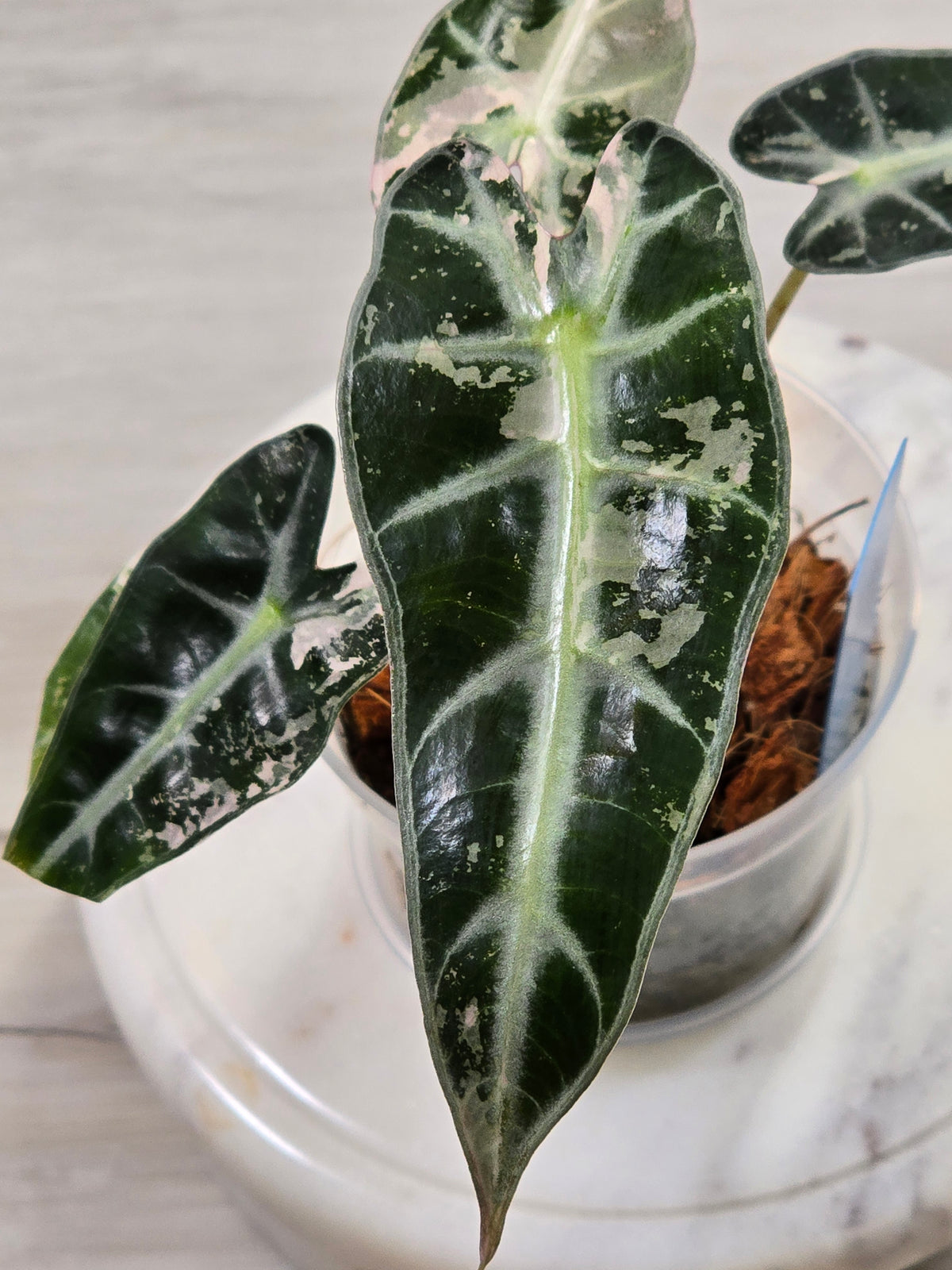 Alocasia Pink Bambino #41