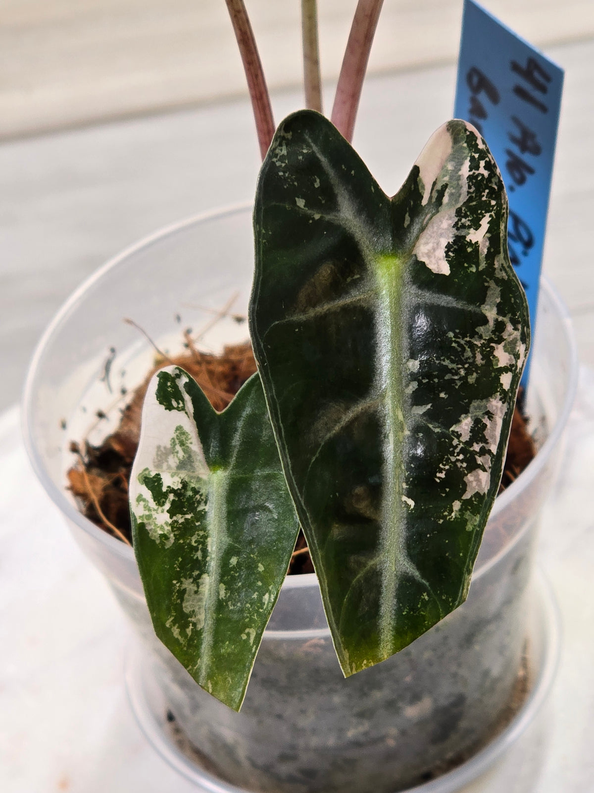 Alocasia Pink Bambino #41