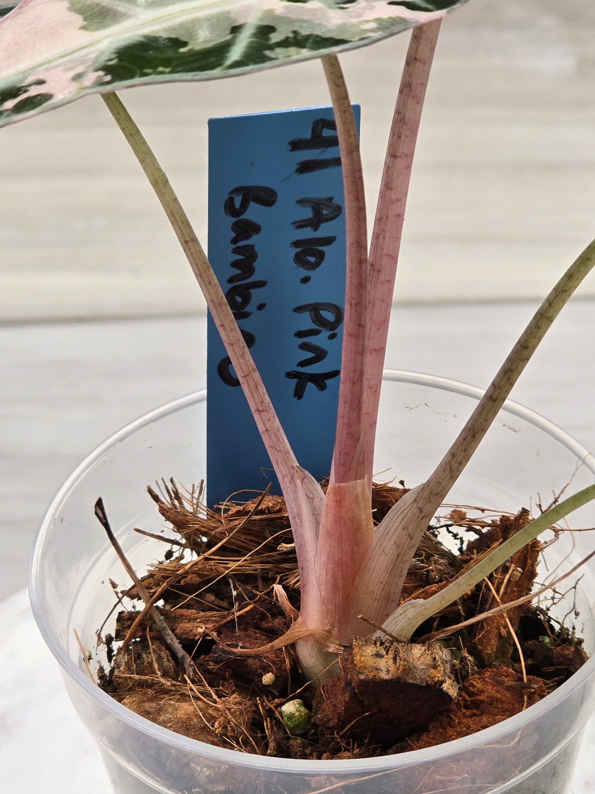 Alocasia Pink Bambino #41