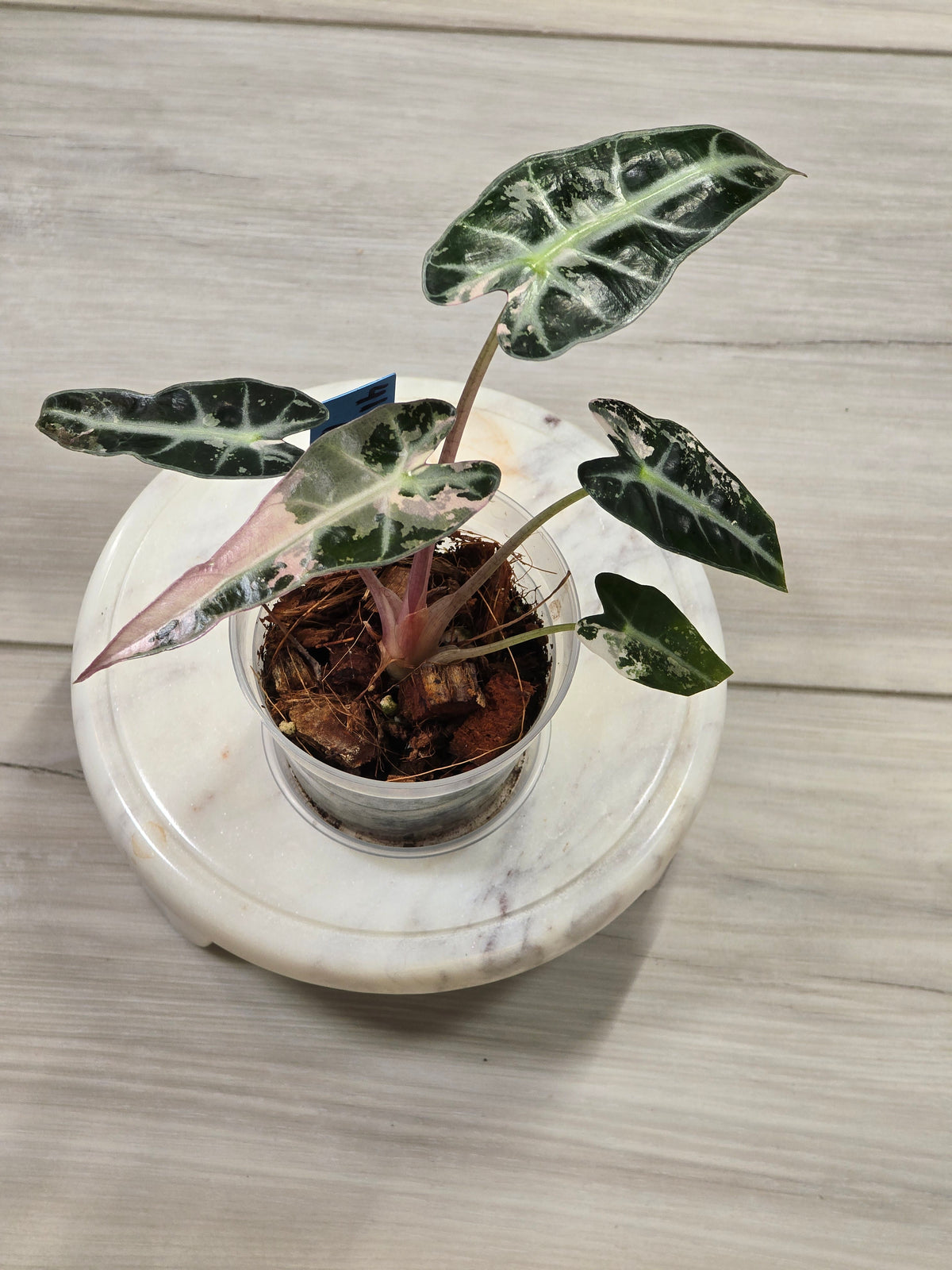 Alocasia Pink Bambino #41