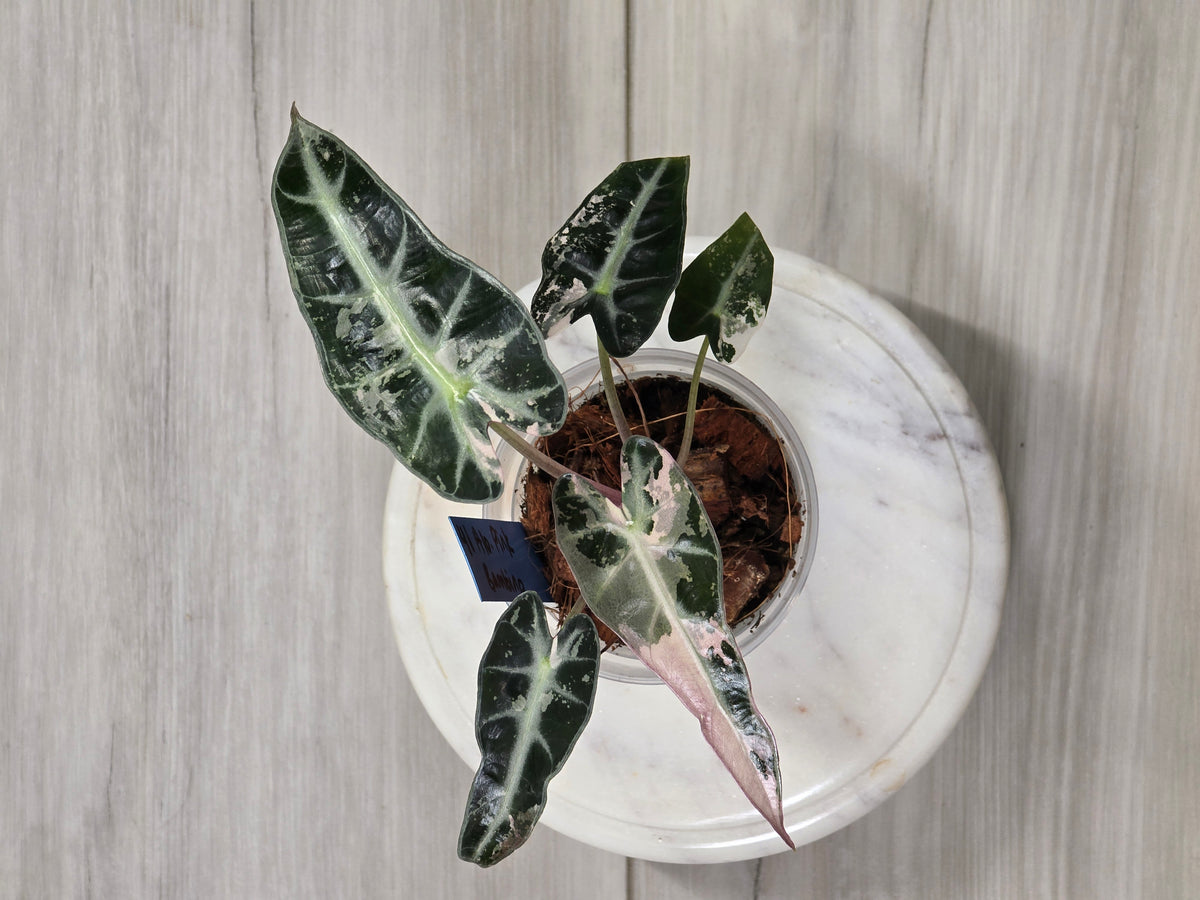 Alocasia Pink Bambino #41