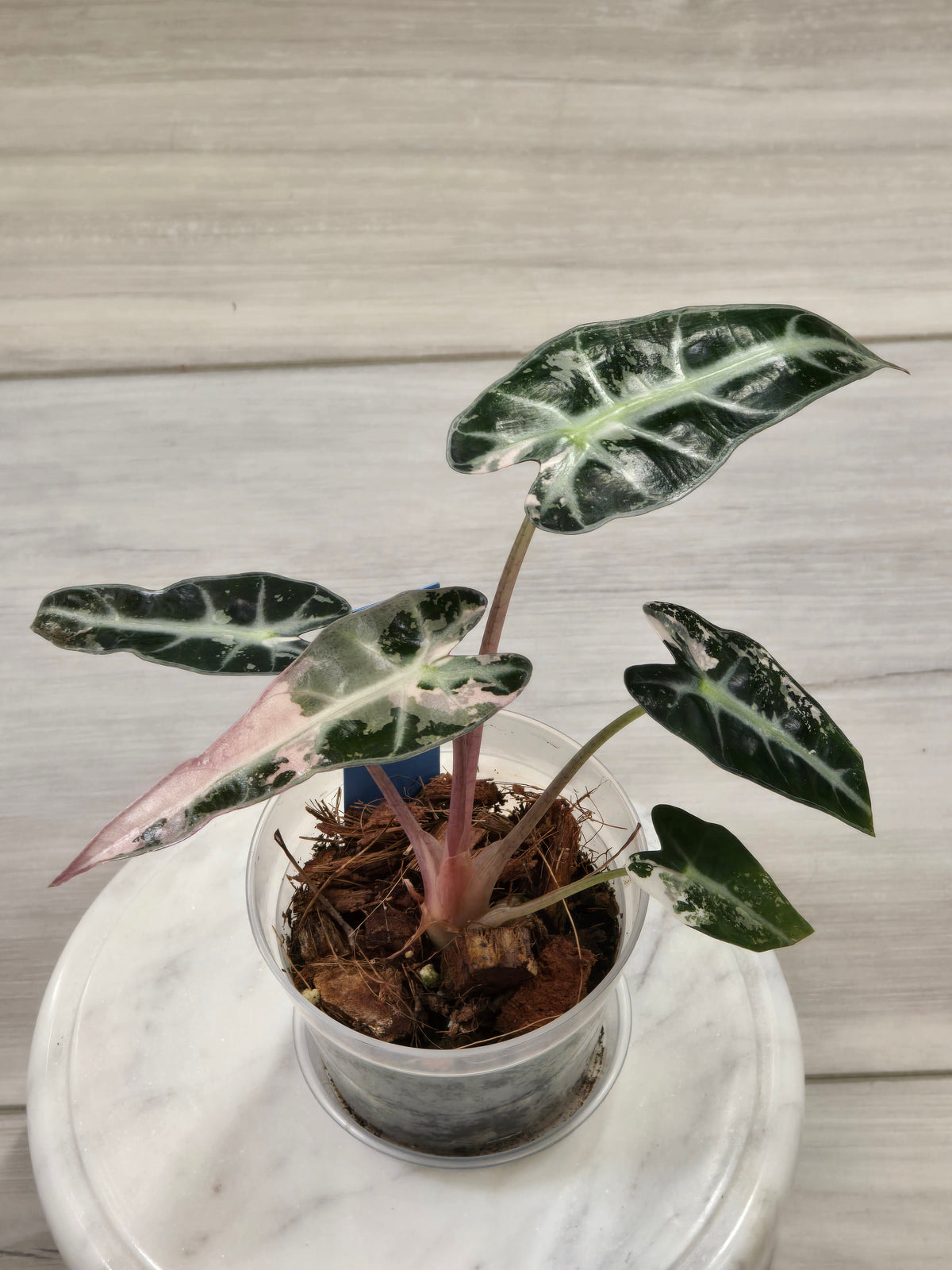 Alocasia Pink Bambino #41