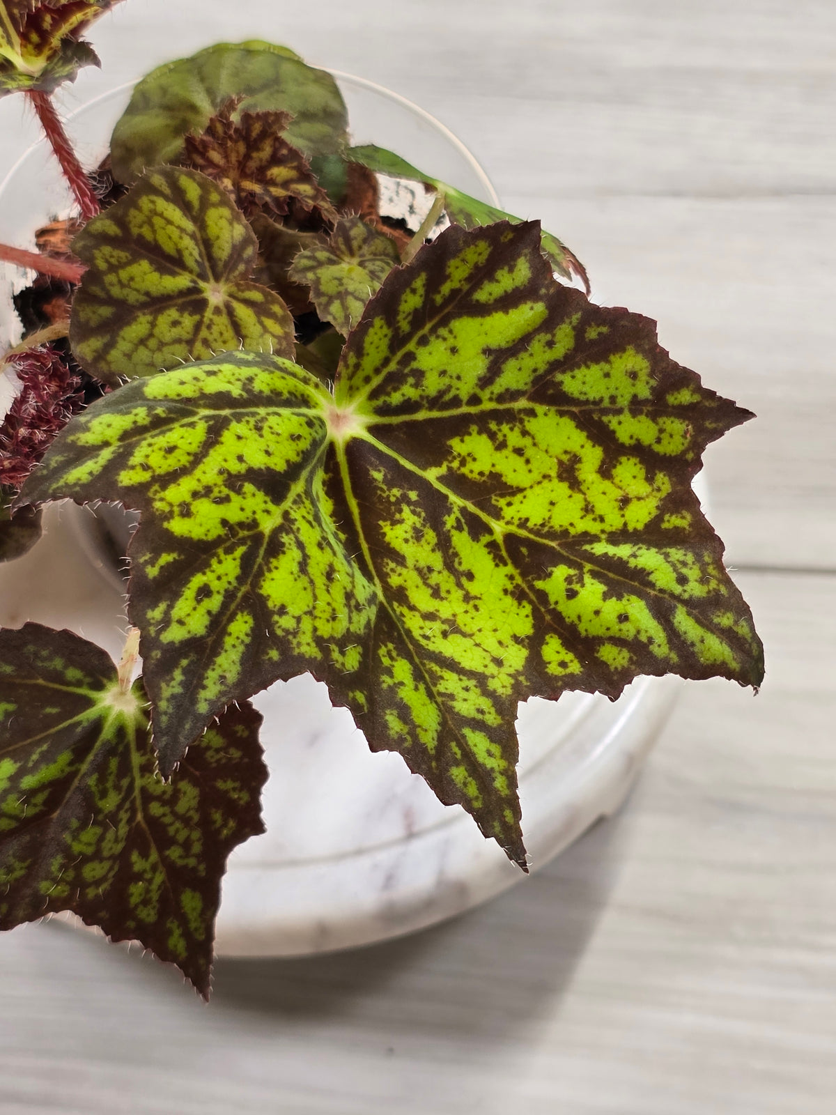 Begonia NOID Import from Thailand #3