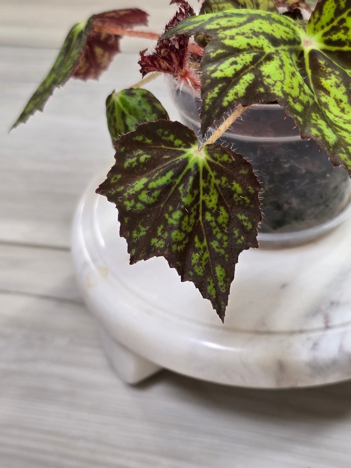 Begonia NOID Import from Thailand #3