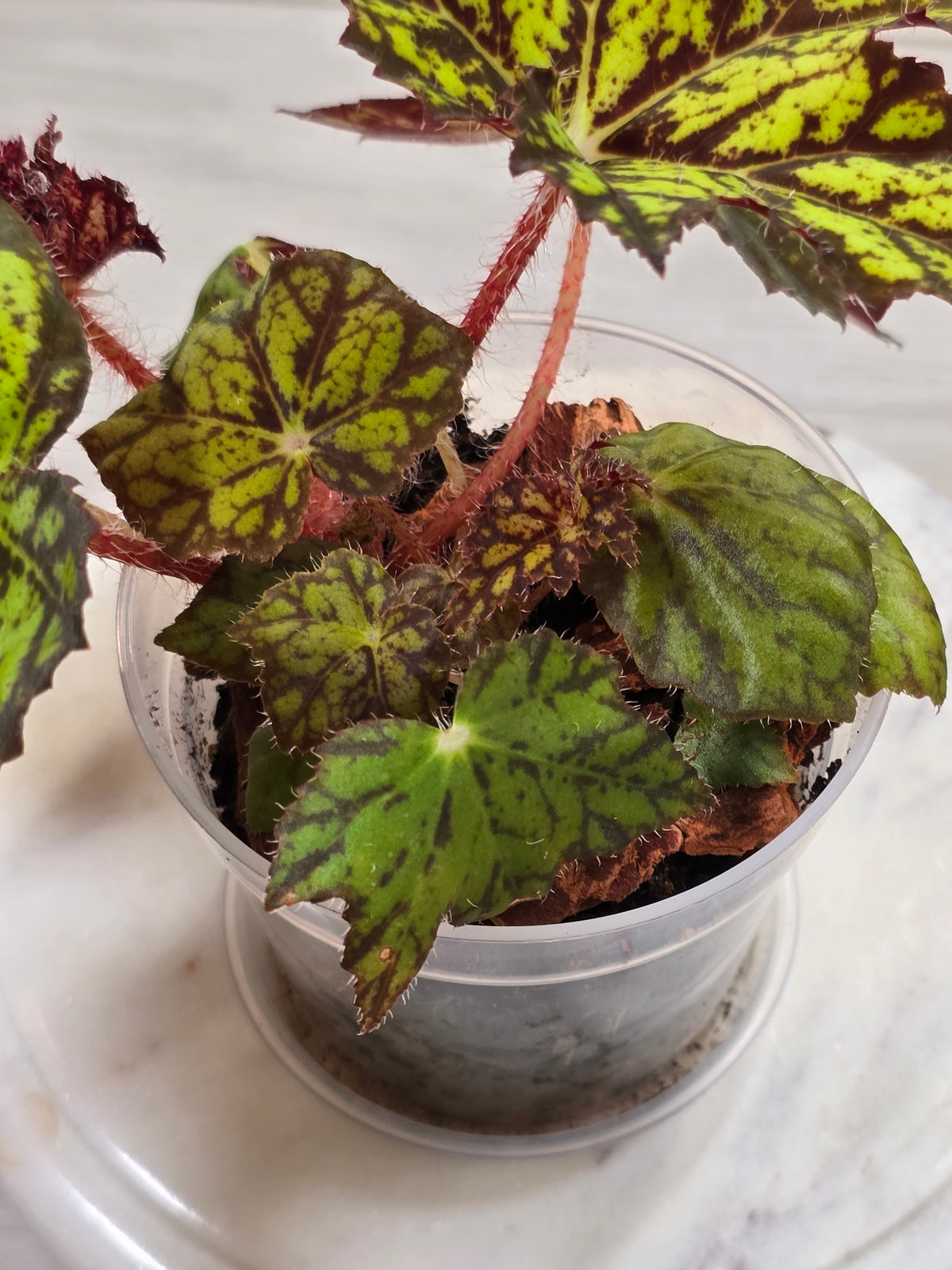 Begonia NOID Import from Thailand #3