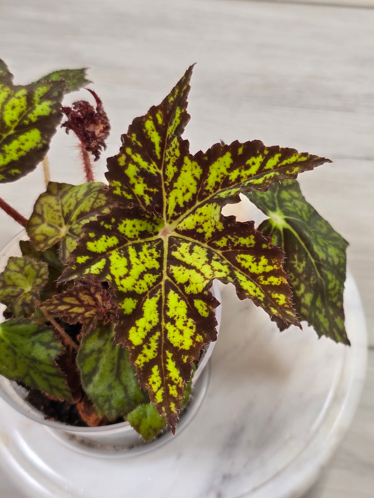 Begonia NOID Import from Thailand #3