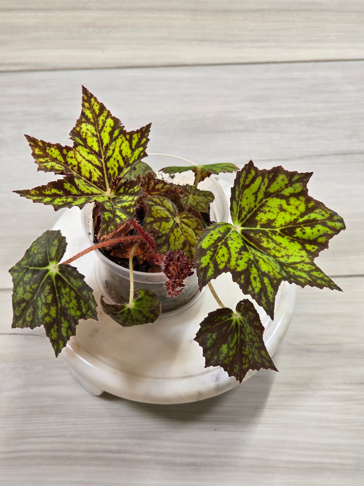 Begonia NOID Import from Thailand #3