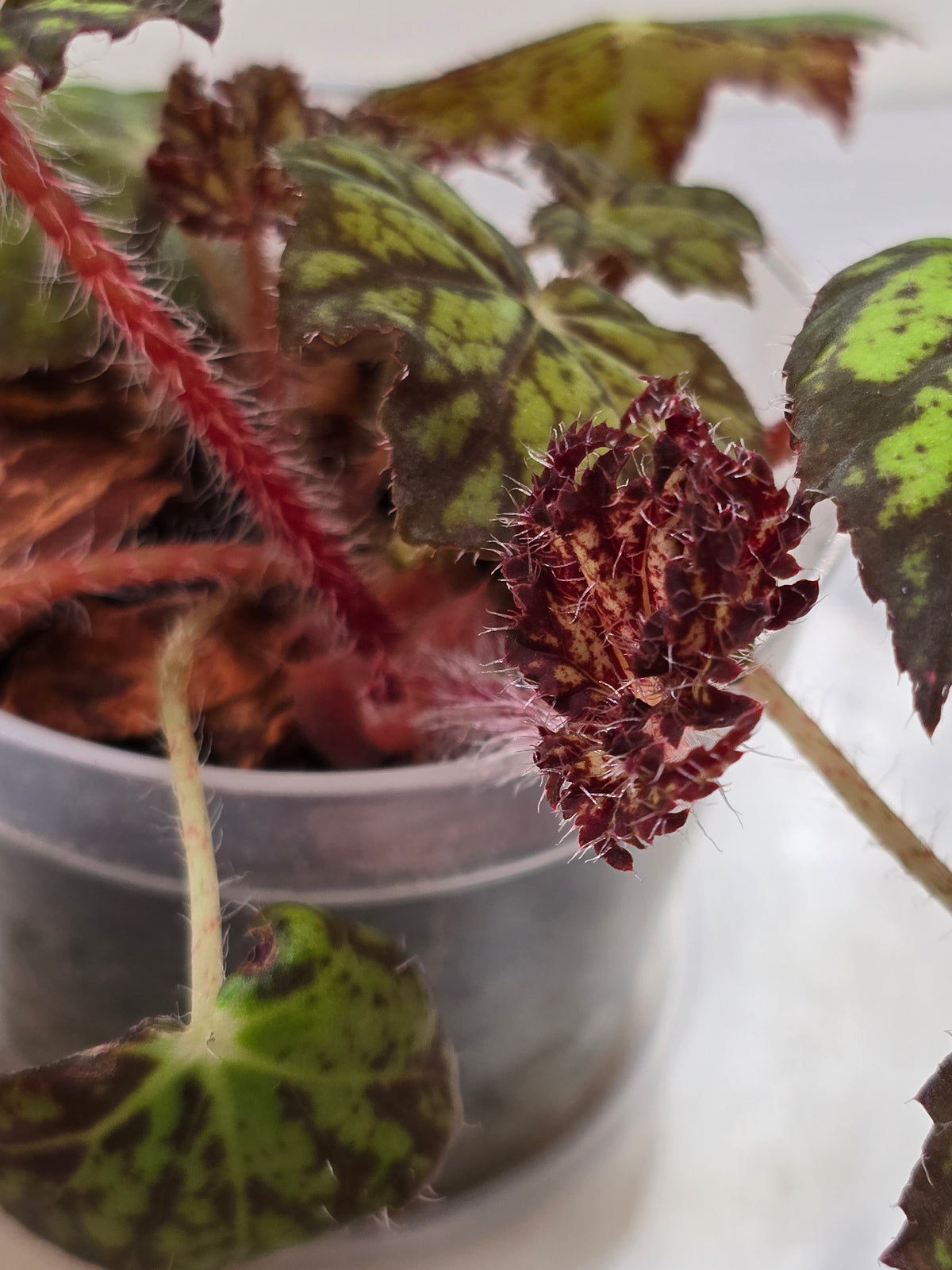 Begonia NOID Import from Thailand #3