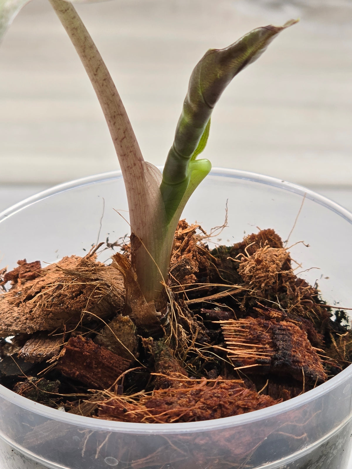 Alocasia Pink Mint #15
