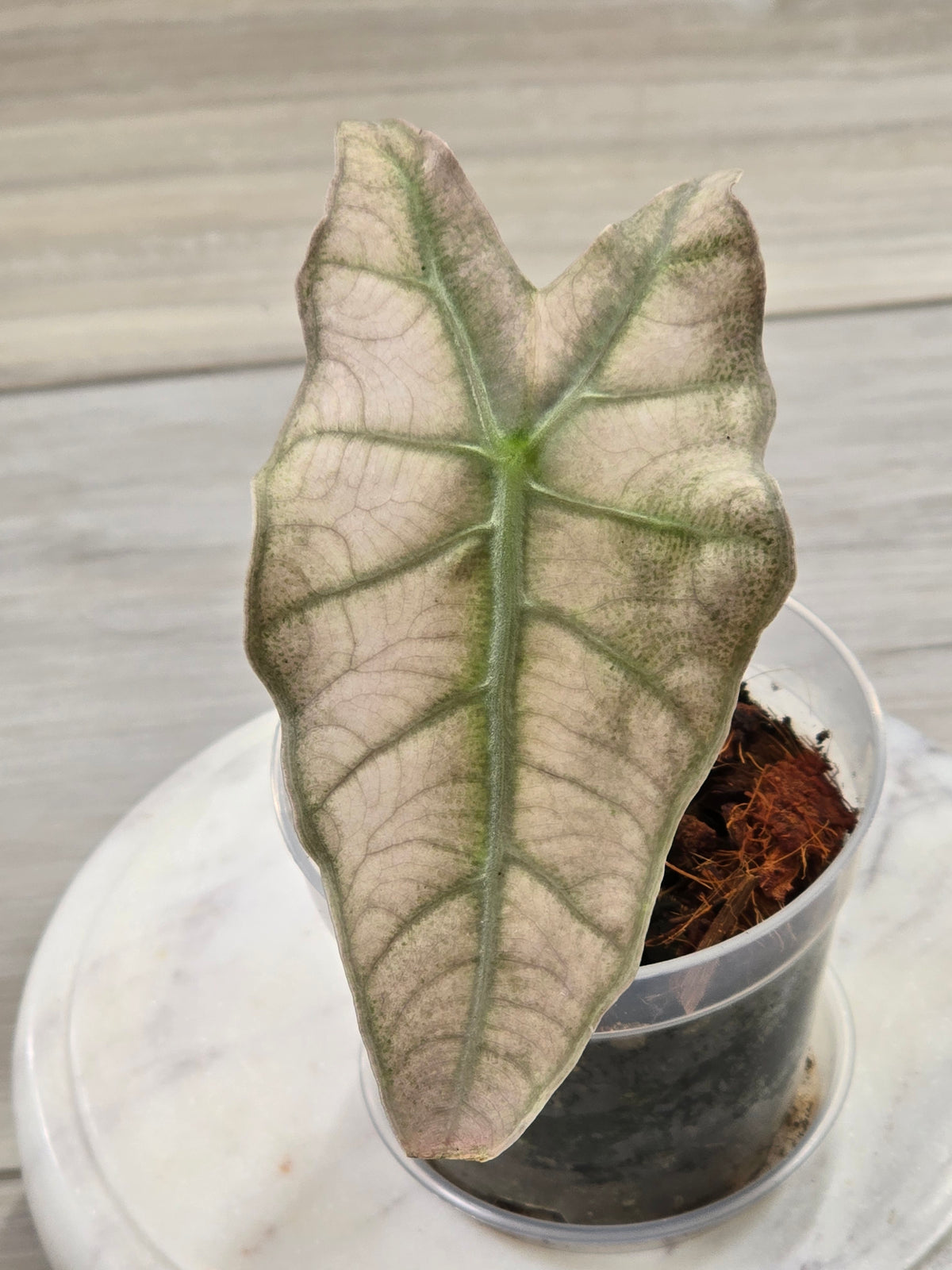 Alocasia Pink Mint #15