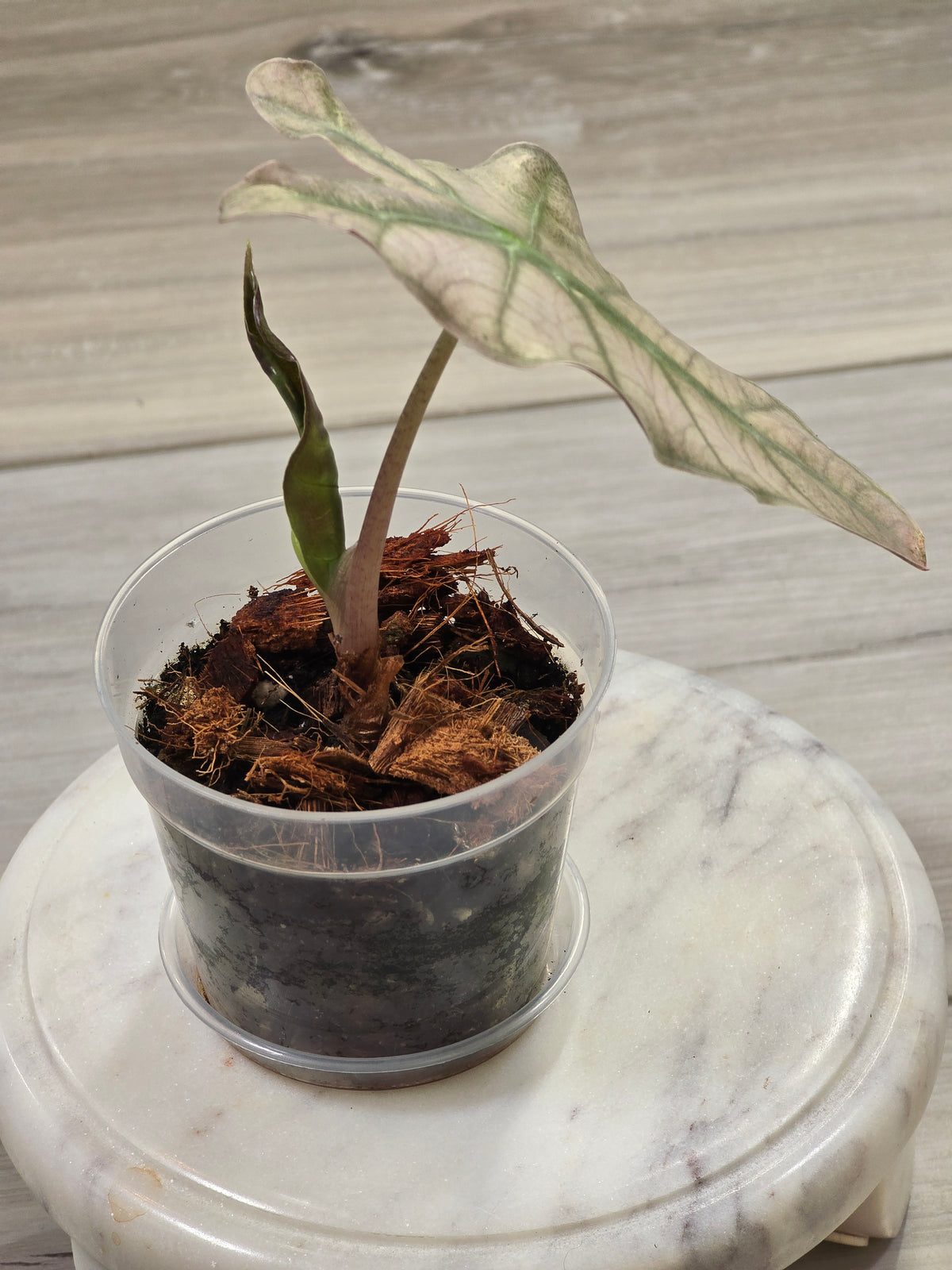 Alocasia Pink Mint #15