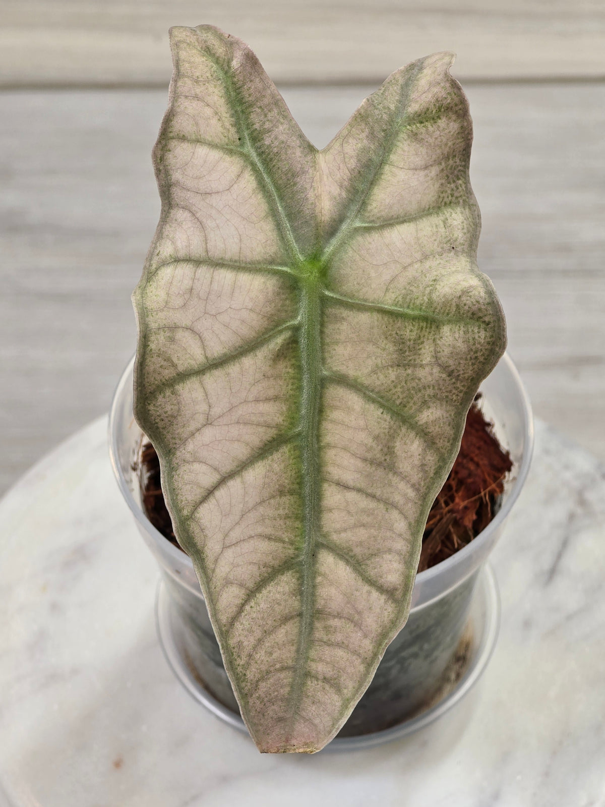 Alocasia Pink Mint #15