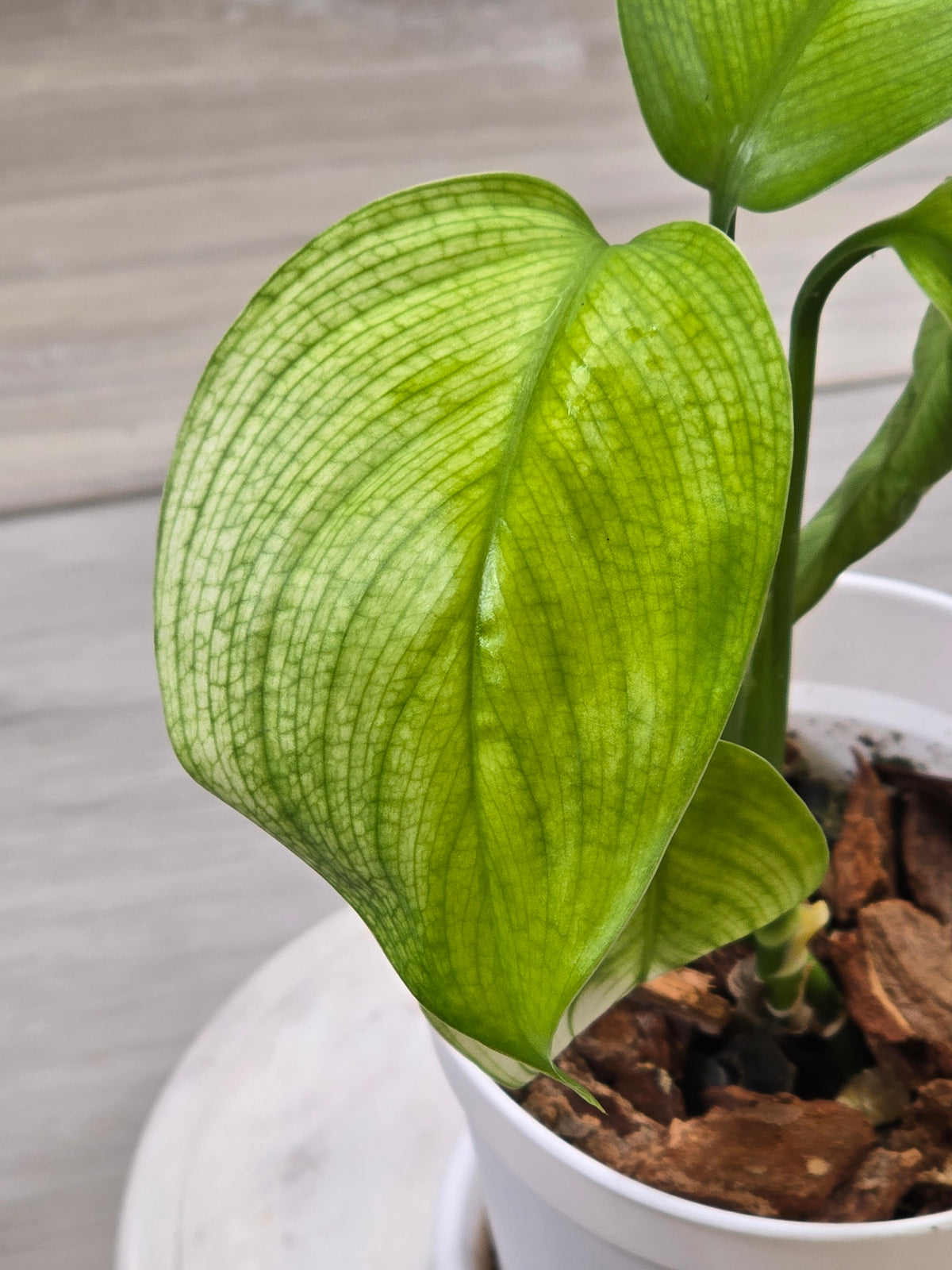 Scindapsus White Monster #547
