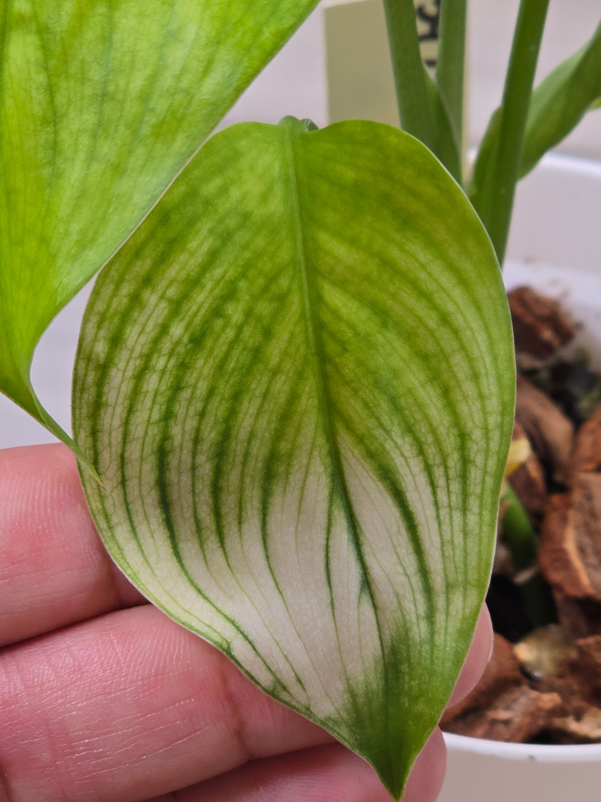 Scindapsus White Monster #547