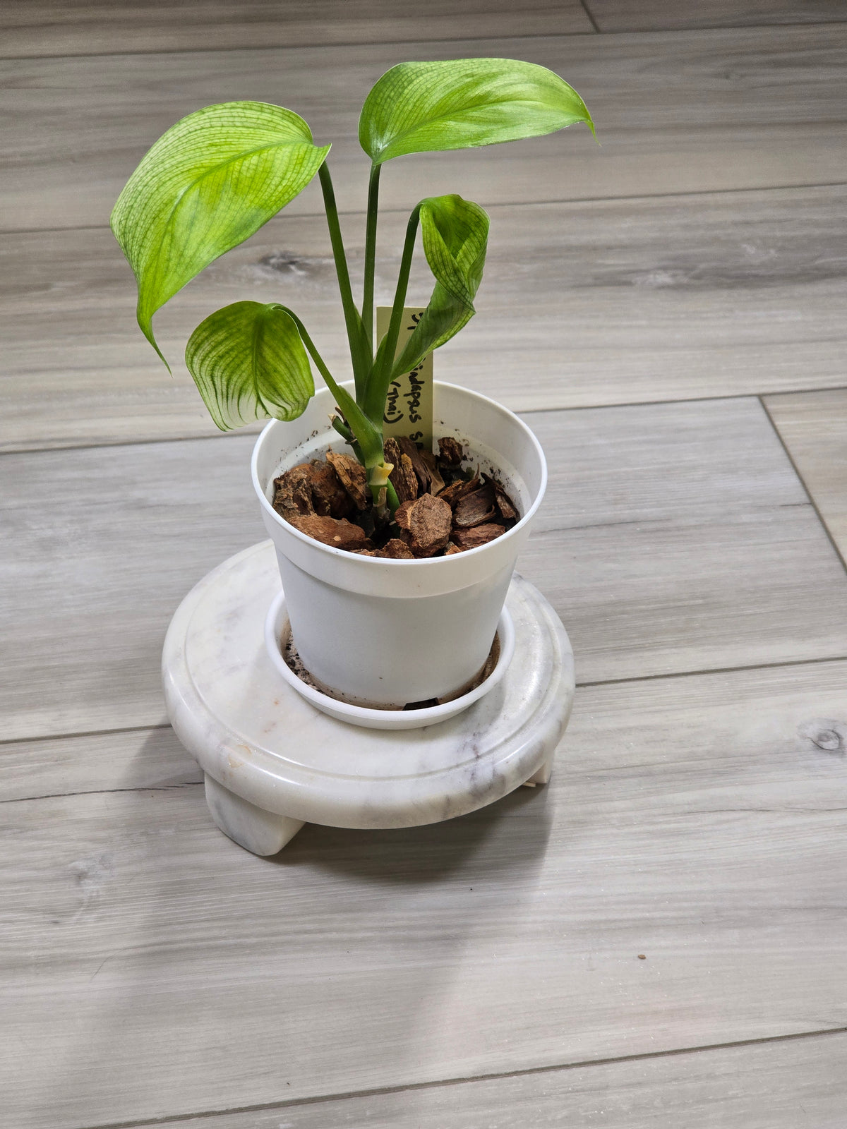 Scindapsus White Monster #547