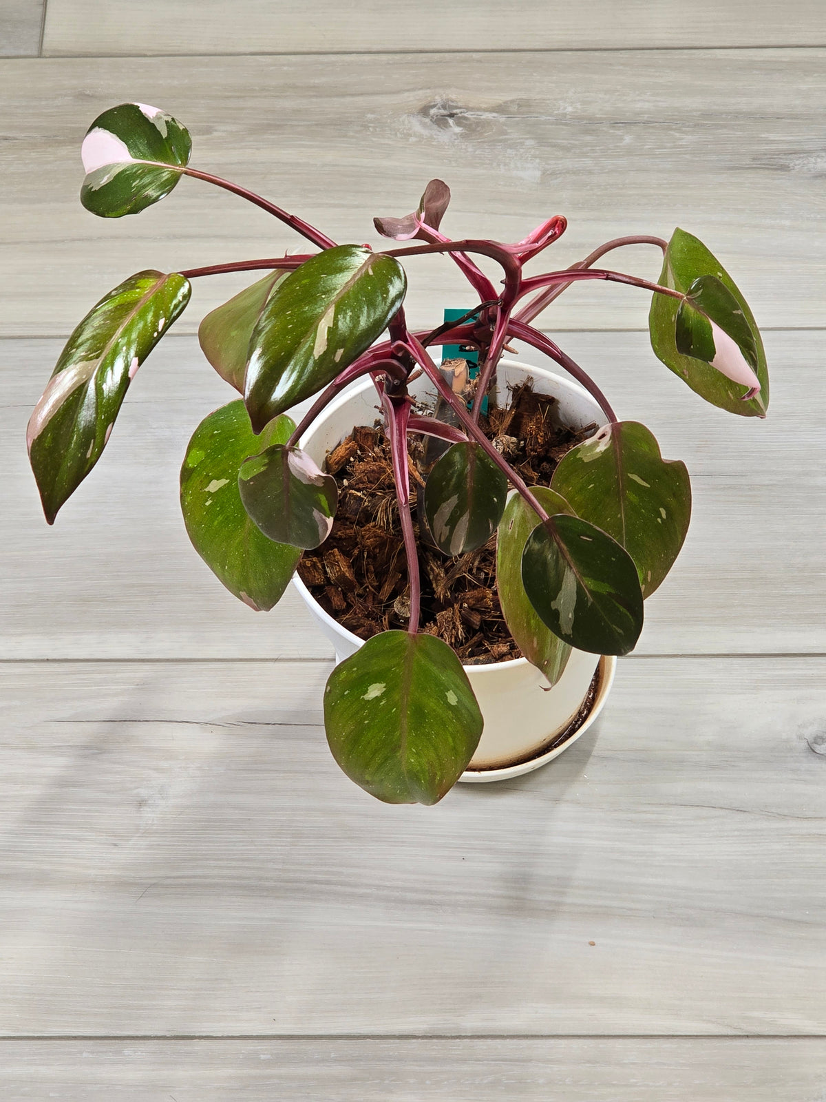 Philodendron Red Anderson Mother Plant #7