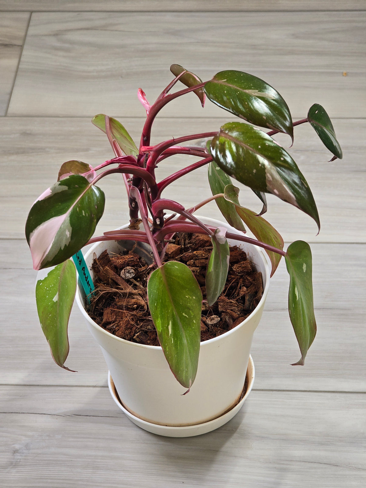 Philodendron Red Anderson Mother Plant #7