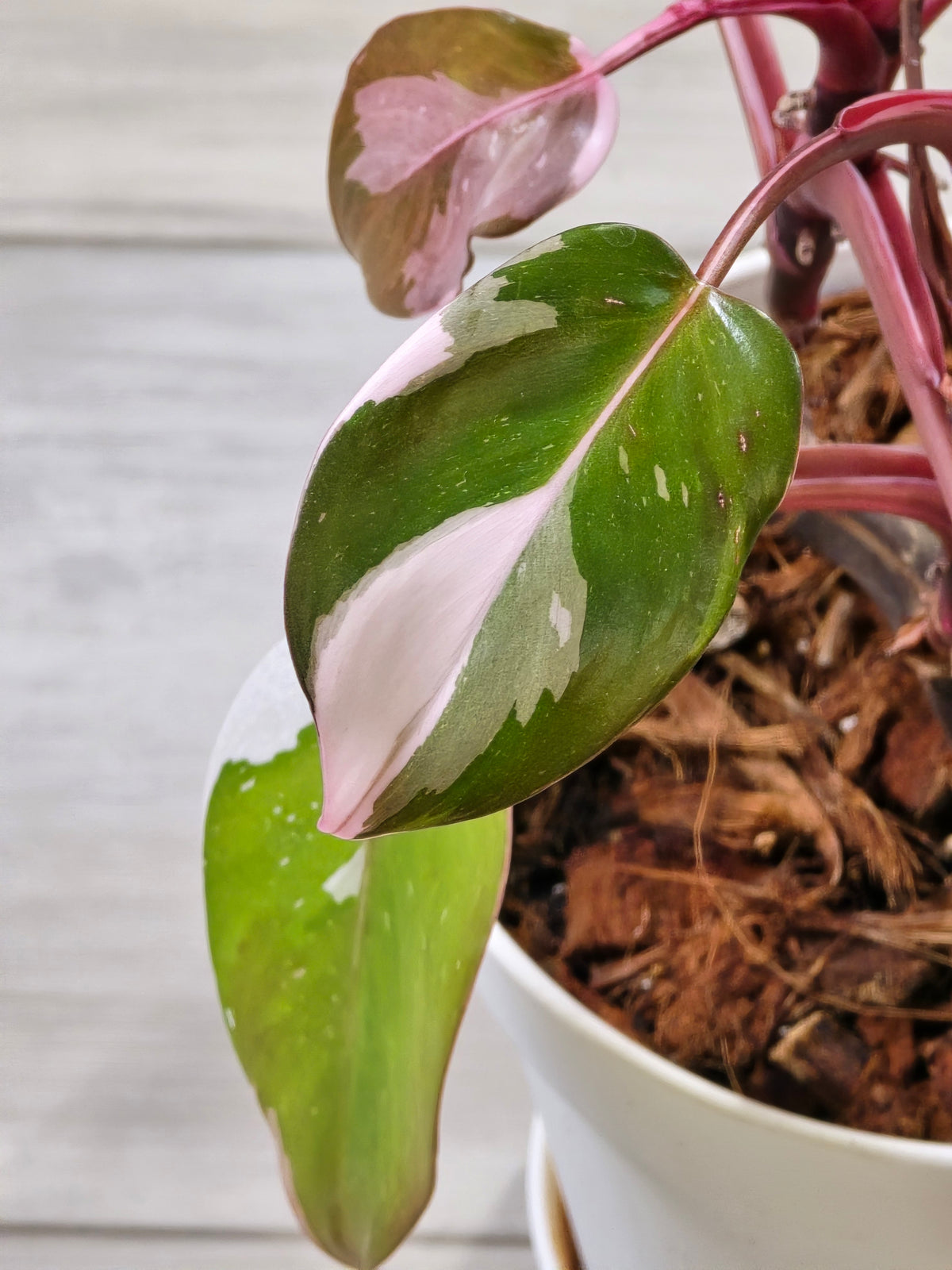 Philodendron Red Anderson Mother Plant #7
