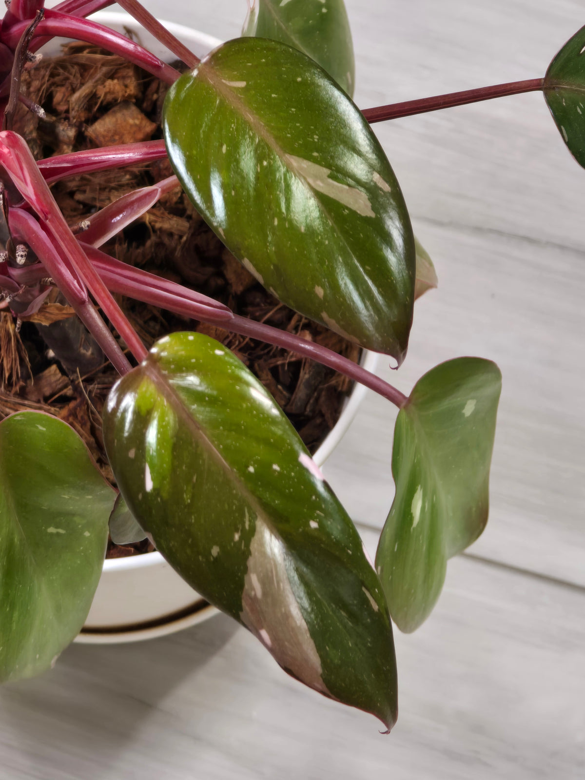 Philodendron Red Anderson Mother Plant #7
